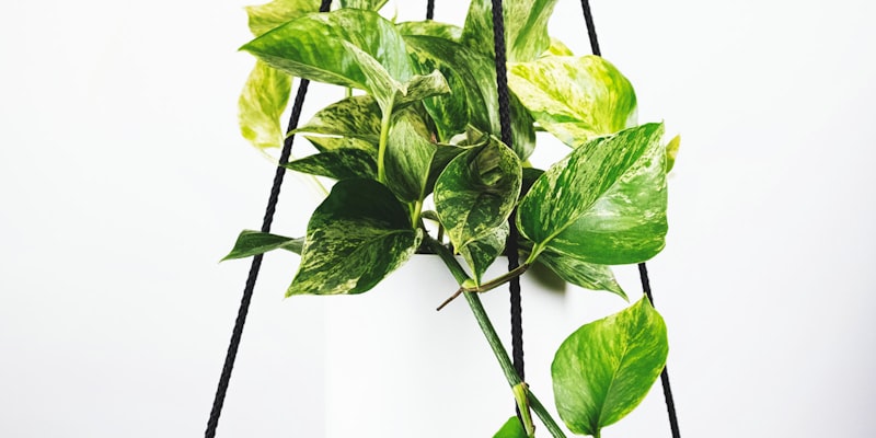 法国球星姆巴佩庆祝进球的瞬间